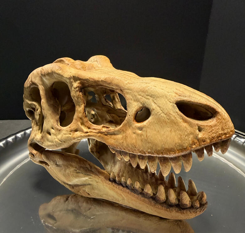T-Rex Skull T-Rex Skull