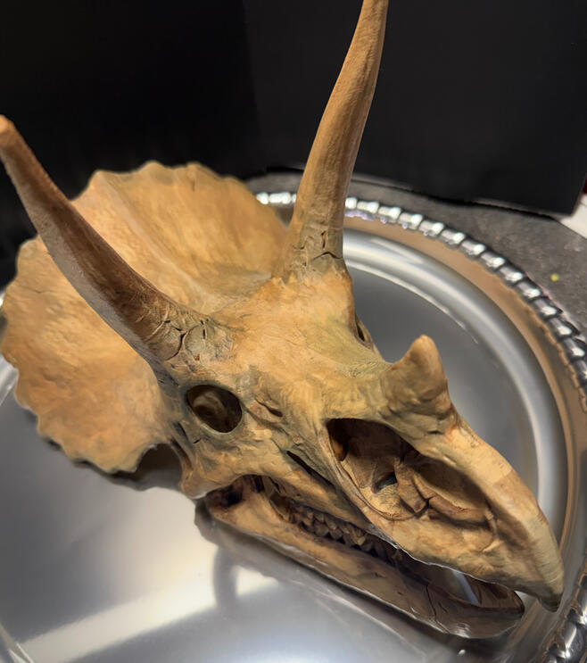 Triceratops Skull Triceratops Skull