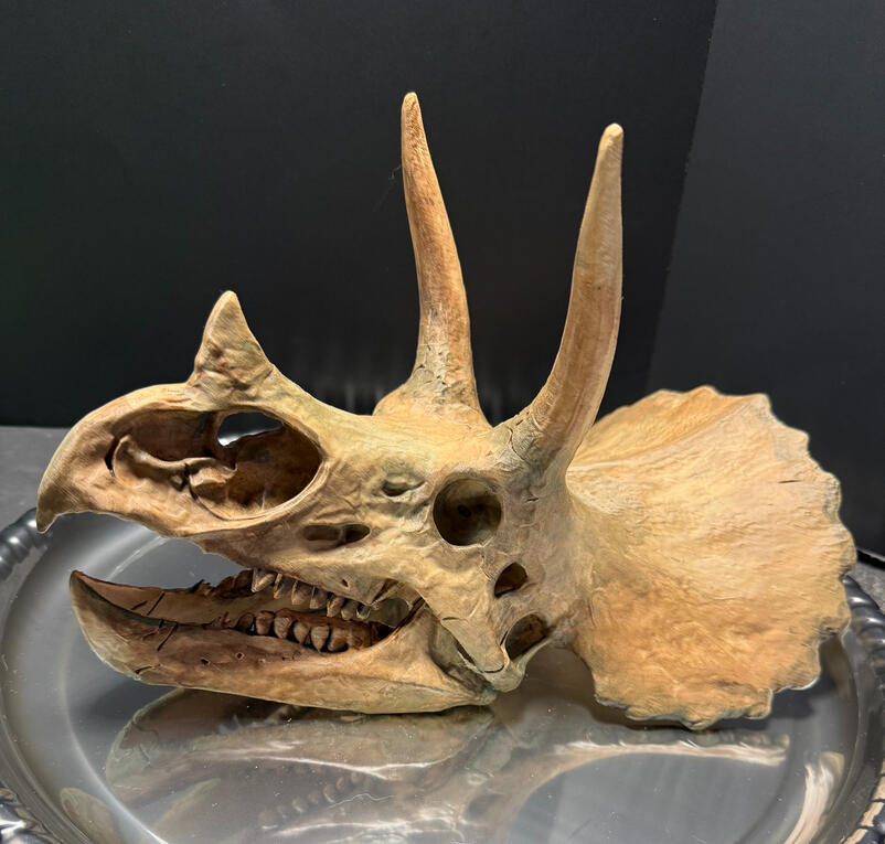 Triceratops Side Left View Triceratops Side Left View