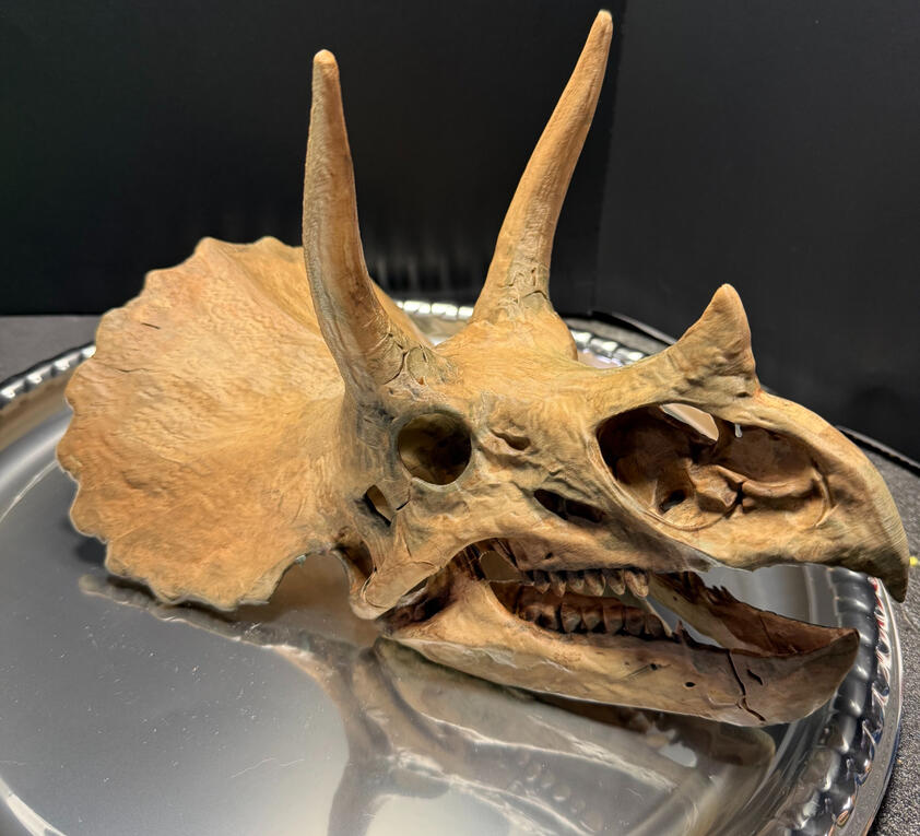 Triceratops Right Side View Triceratops Right Side View