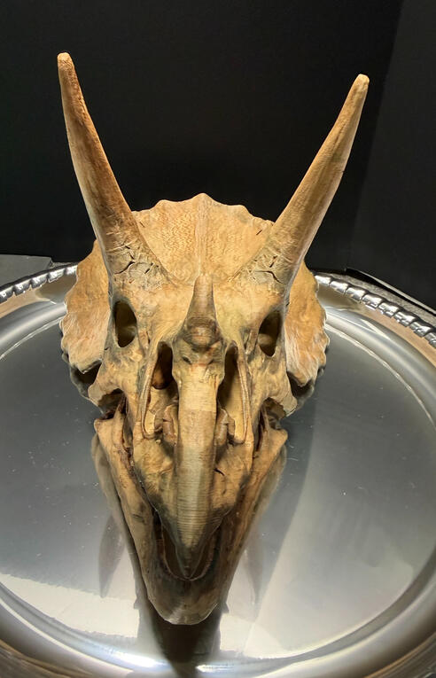 Triceratops Front View Triceratops Front View